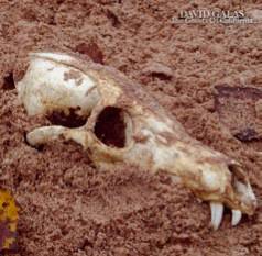 David Galas : The Ghosts of California